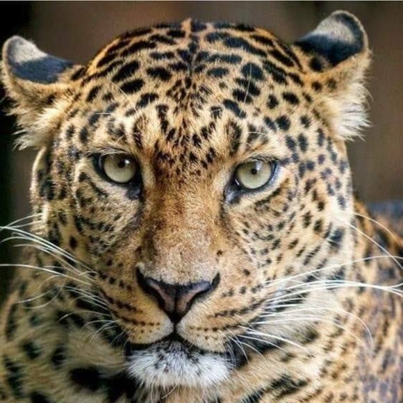 Meet your Posher, Sharon - Picture 1 of 1